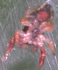 Salticidae palermitano: Possibile Ballus sp.